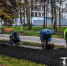 Озеленители высадили 500 деревьев и 7500 кустарников в Белгороде - Сетевое издание Победа 31