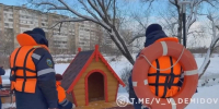 В Белгороде для зимующего лебедя построили теплый дом - Сетевое издание Победа 31