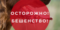 Профилактика бешенства – одна из важнейших задач государственной ветеринарной службы в регионе. - Яковлевский муниципальный округ